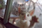 Файл=cat_1.jpg
Объём=389KB
Размеры=1772x1177
Дата=Нояб 20, 2004 cat_1.jpg