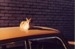 Файл=cat_3.jpg
Объём=354KB
Размеры=1772x1144
Дата=Нояб 20, 2004 cat_3.jpg
