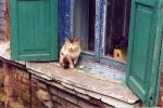 Файл=cat_4.jpg
Объём=614KB
Размеры=1765x1170
Дата=Нояб 20, 2004 cat_4.jpg