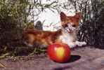 Файл=cat_5.jpg
Объём=551KB
Размеры=1746x1177
Дата=Нояб 20, 2004 cat_5.jpg