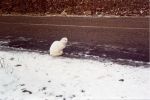 Файл=cat_7.jpg
Объём=595KB
Размеры=1772x1177
Дата=Нояб 20, 2004 cat_7.jpg