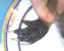 krokodil,lapa.jpg
