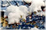 snowflow2.jpg