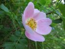 Файл=Tea rose.JPG
Объём=91KB
Размеры=1024x768
Дата=Нояб 17, 2004 Tea rose.JPG